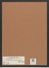 Navicula grunowiana De-Toni (de-Toni-Nr.: Genus 1, Species 156) Zeichnungen Sammlung Grunow Mappe 00138 (Herbarium_W_Grunow_drawings_Folder_00138)